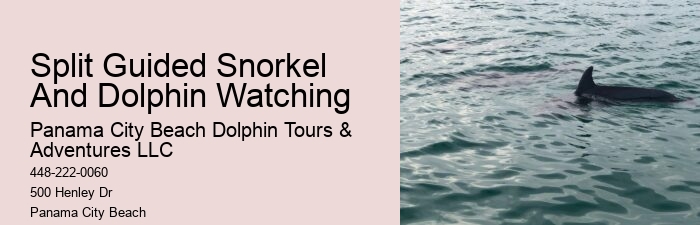 Can I feed the dolphins during the tour