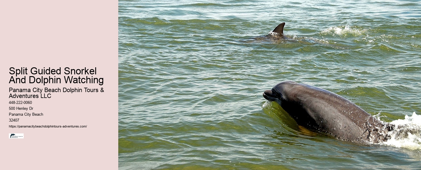 What type of boats are used for dolphin tours in Panama City Beach