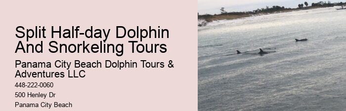 Dolphin Tours Redington Beach Fl