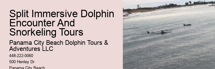 Dolphin Tours Near Panama City Beach
