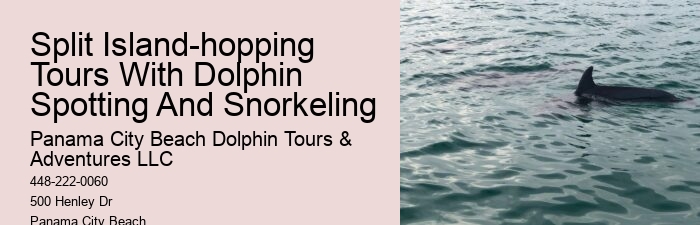 Dolphin discovery voyages in Panama City Beach
