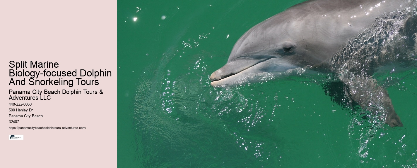 Panama City Beach dolphin discovery excursions