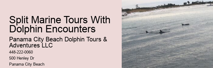 Dolphin Cruise
