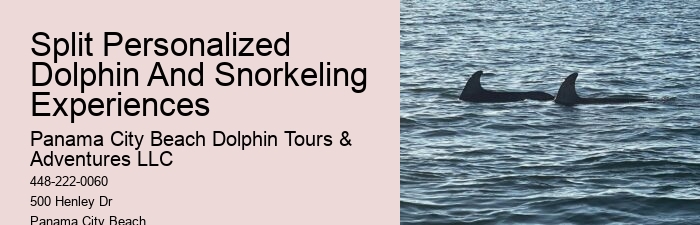 Dolphin Boat Charter