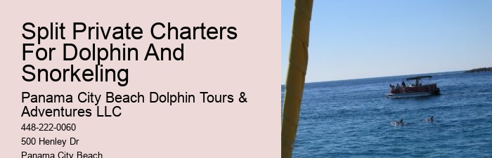 Exclusive Dolphin Discovery and Snorkeling Trips