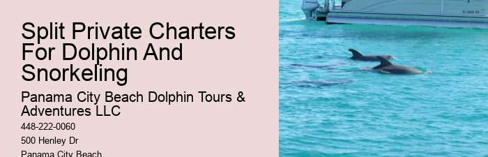 VIP Dolphin Exploration and Snorkeling