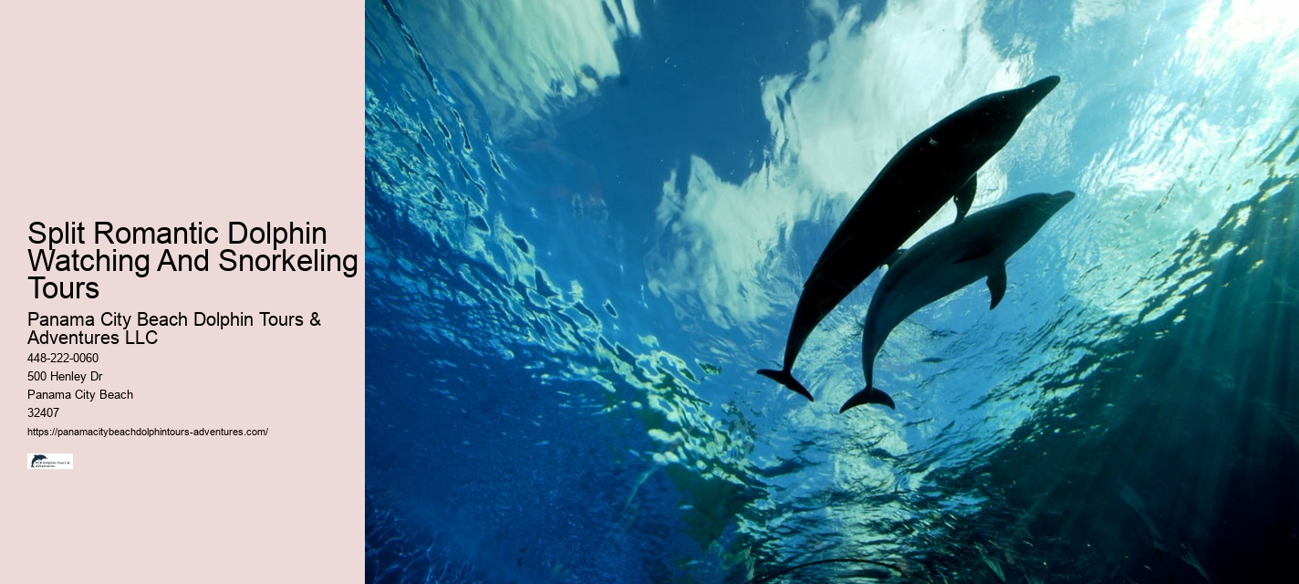 Elite Dolphin Interaction and Snorkeling Tours