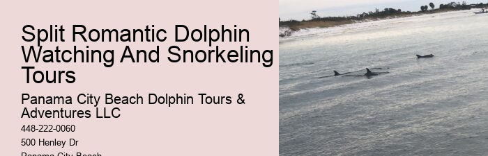 Do Dolphins Try To Protect Humans