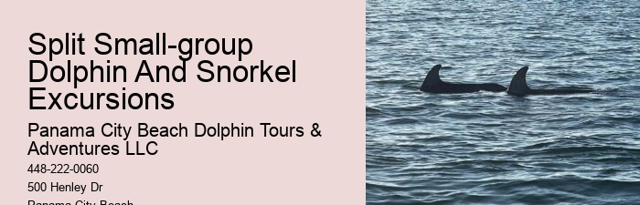 Premium Dolphin Spotting and Snorkeling Trips