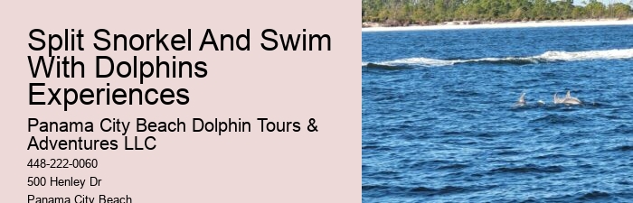 Dolphin Fact Sheet