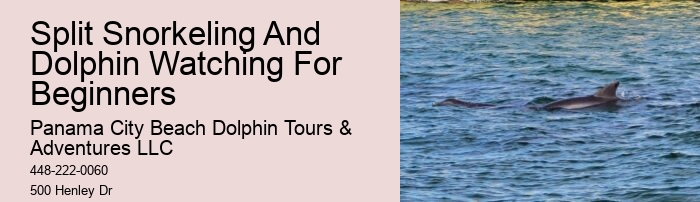 Panama City Beach Dolphin Tours Panama City Beach