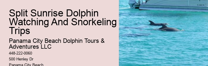 Dolphin Tours Near Me