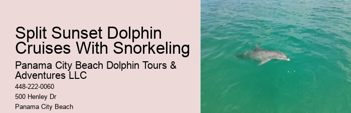 Personal Dolphin Safari and Snorkeling Adventures