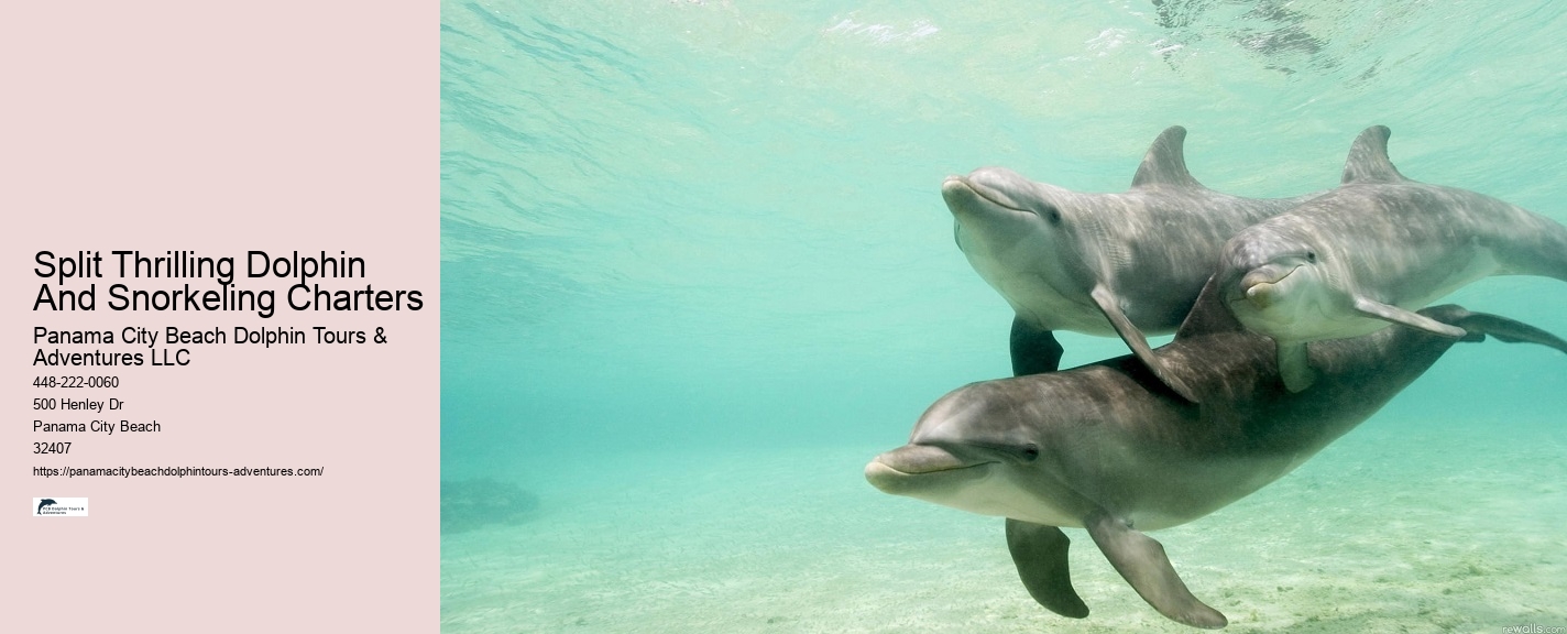 Split Charter Dolphin And Snorkeling Tours