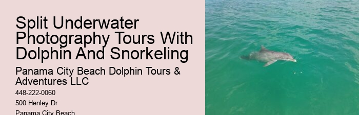 Salty Dog Dolphin Tours Panama City Beach Fl
