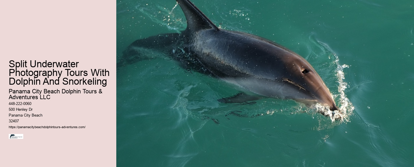 Charter Dolphin And Snorkeling Tours