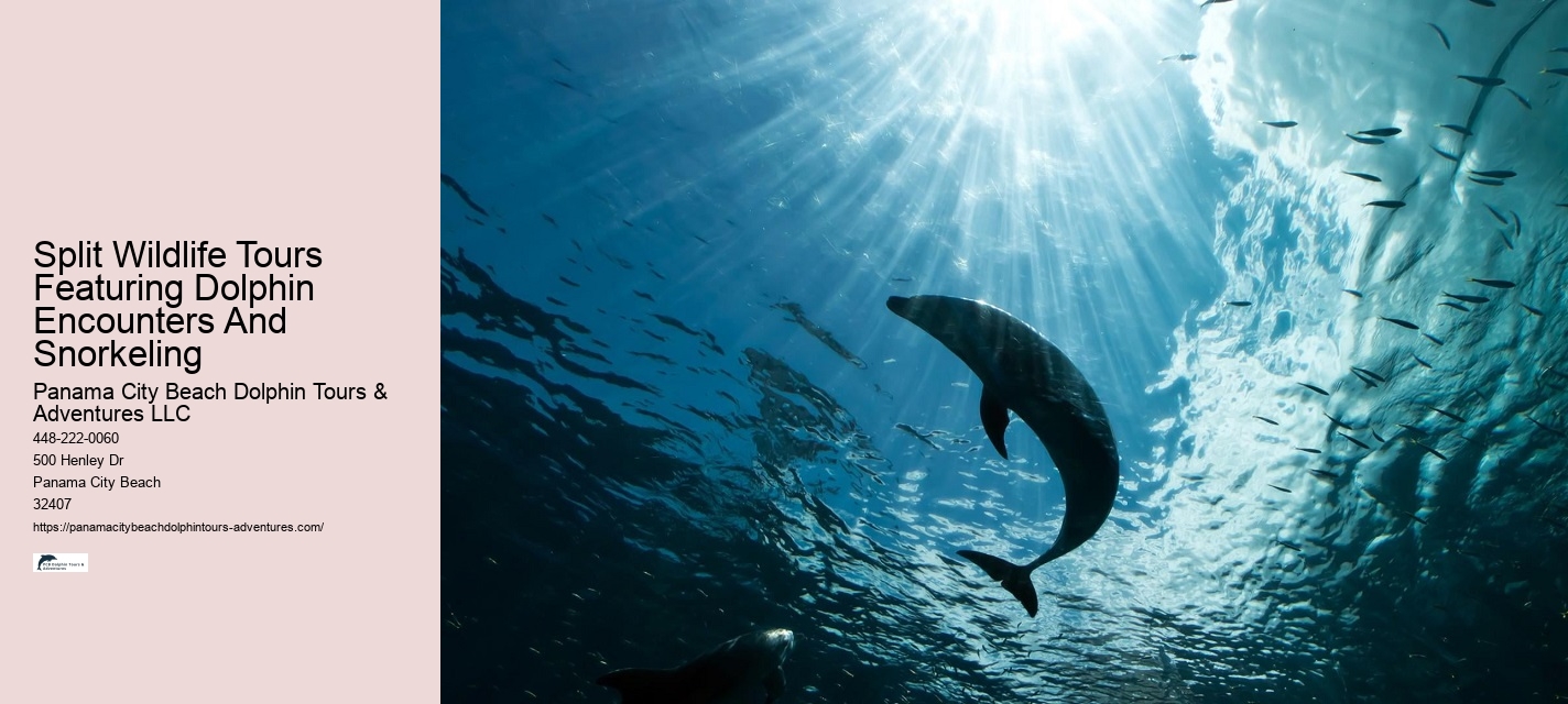 Private 2 Hour Dolphin Cruise