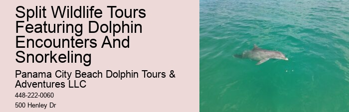 Split Marine Tours With Dolphin Encounters
