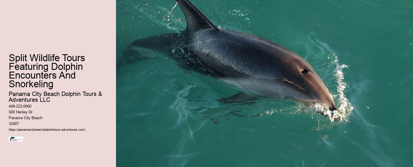 Dolphin behavior