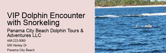 How many dolphins typically appear during a tour in Panama City Beach