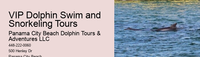 Elite Dolphin Adventure and Snorkeling