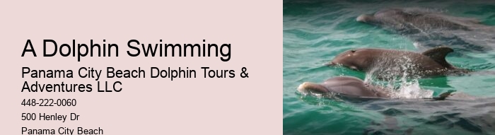 Dolphin Watching Tours Near Me
