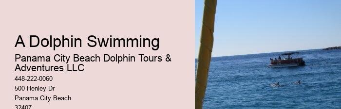 Split Vip Snorkeling And Dolphin Watching Tours