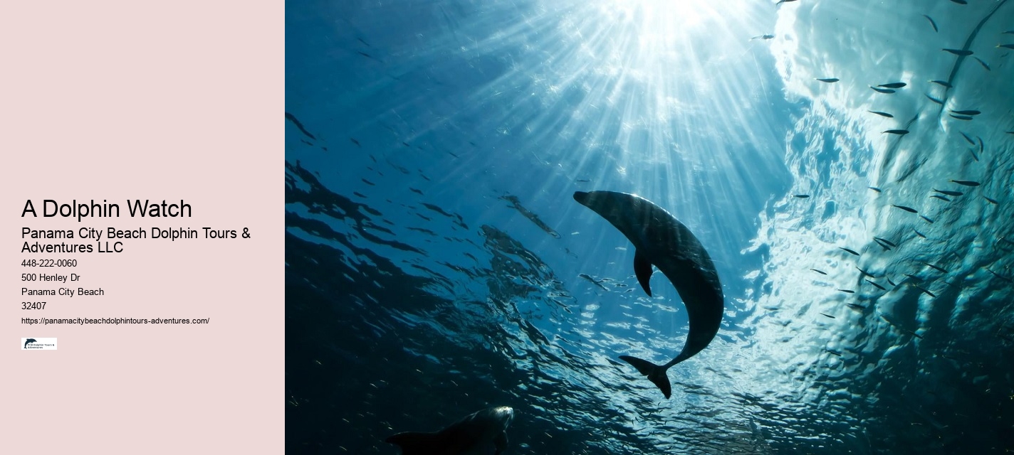 Swimming With Dolphins