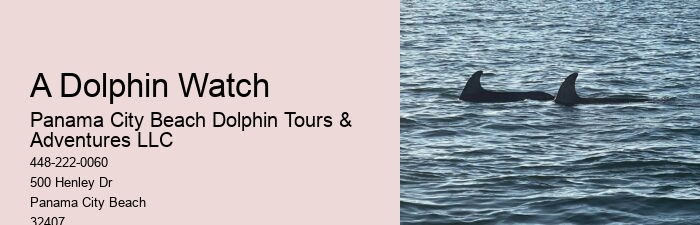 Dolphin Excursions Snorkel Adventure