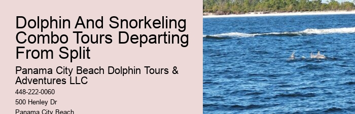 Can You Swim With Dolphins In Panama