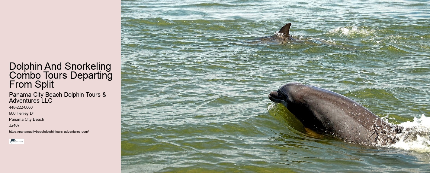 Snorkeling With Dolphins Near Me