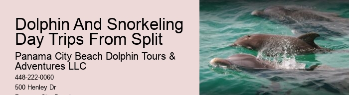 Yacht Dolphin Tours