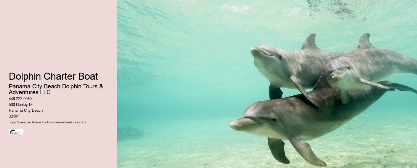 Tailored Dolphin Watching and Snorkeling Expeditions