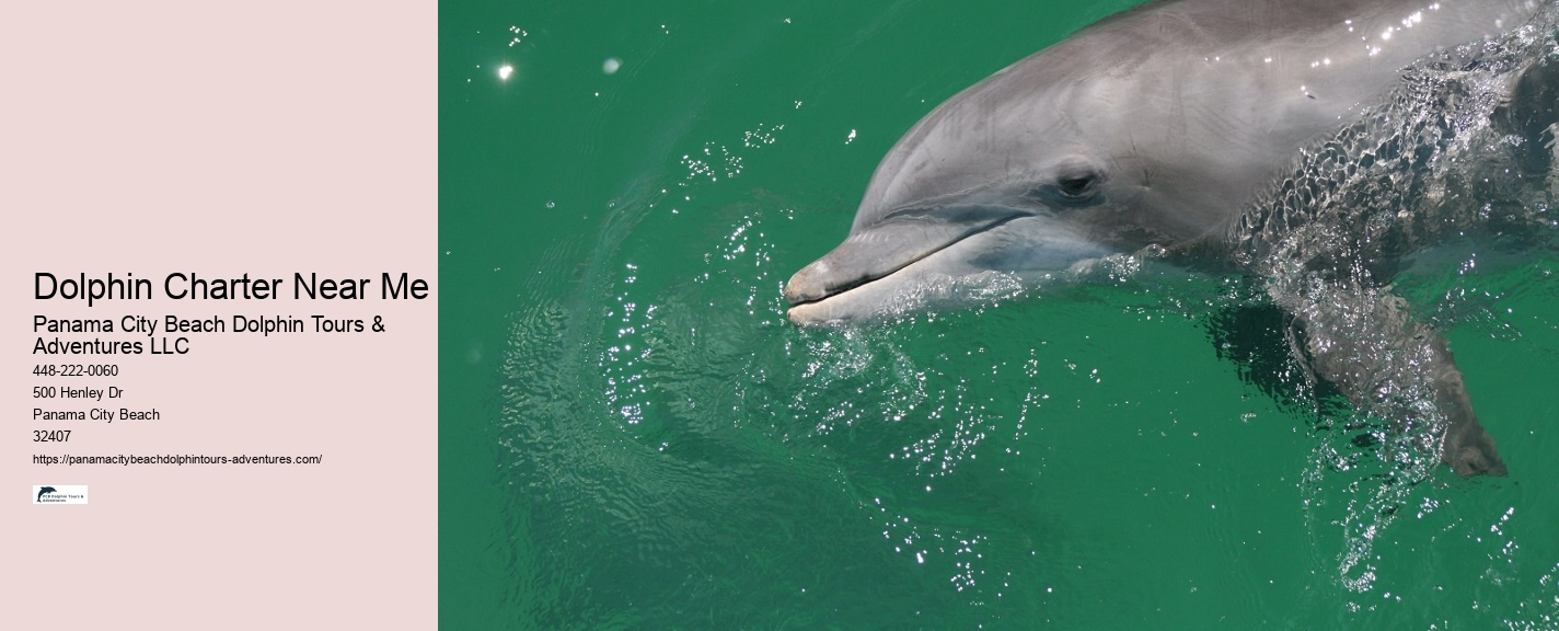 Split Charter Dolphin And Snorkeling
