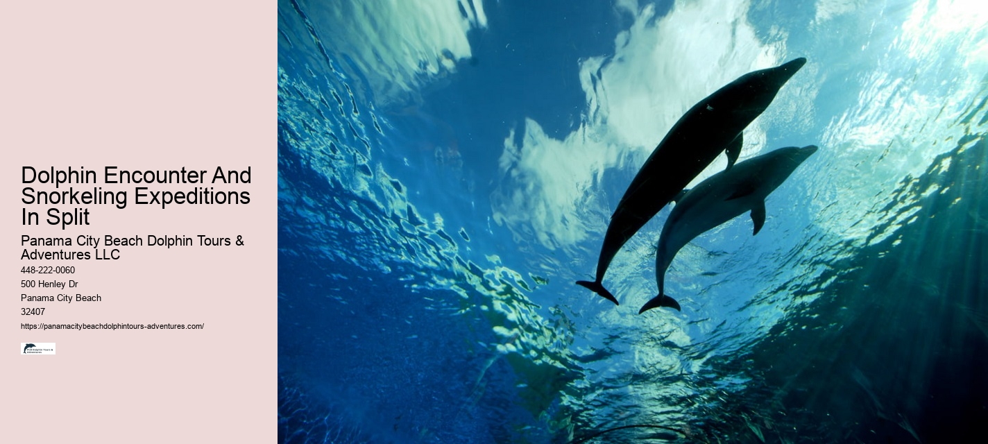 Do dolphin tours in Panama City Beach guarantee sightings