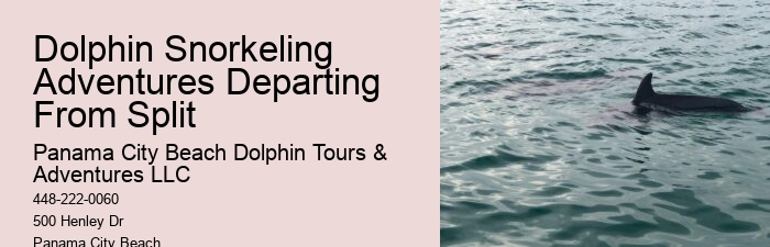 Can You Swim With The Dolphins If You Don T Know How To Swim