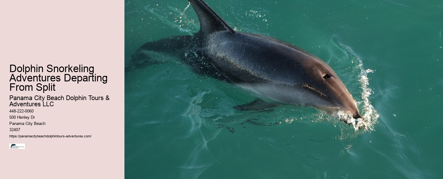 Which Beach Is Best For Dolphin Cruise