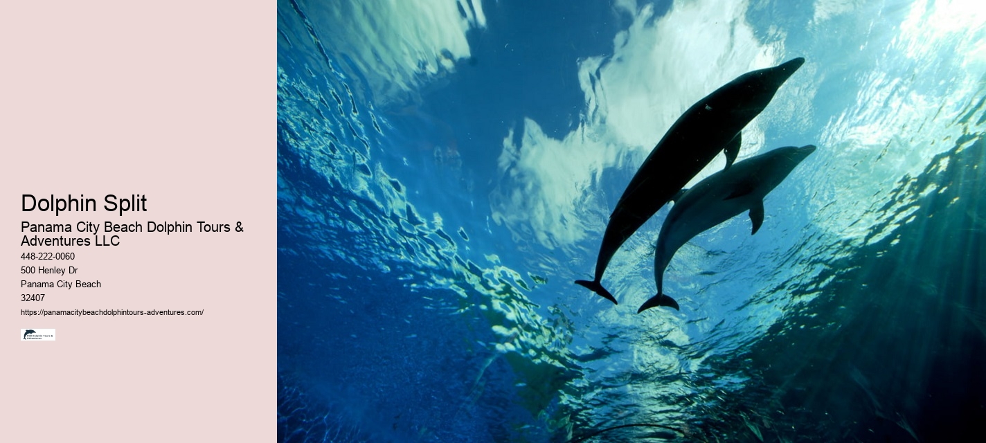 Why Do Dolphins Swim In Front Of Cruise Ships