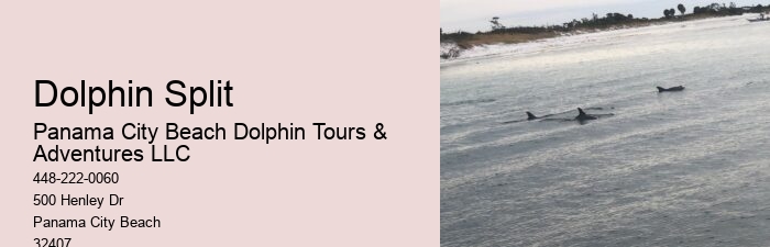 Exclusive Dolphin Exploration with Snorkeling