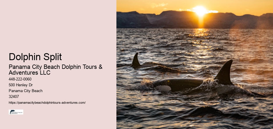 Dolphin Split
