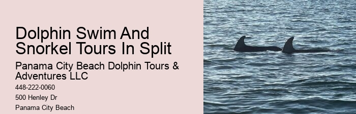 Dolphin Tours - Snorkel With Dolphins
