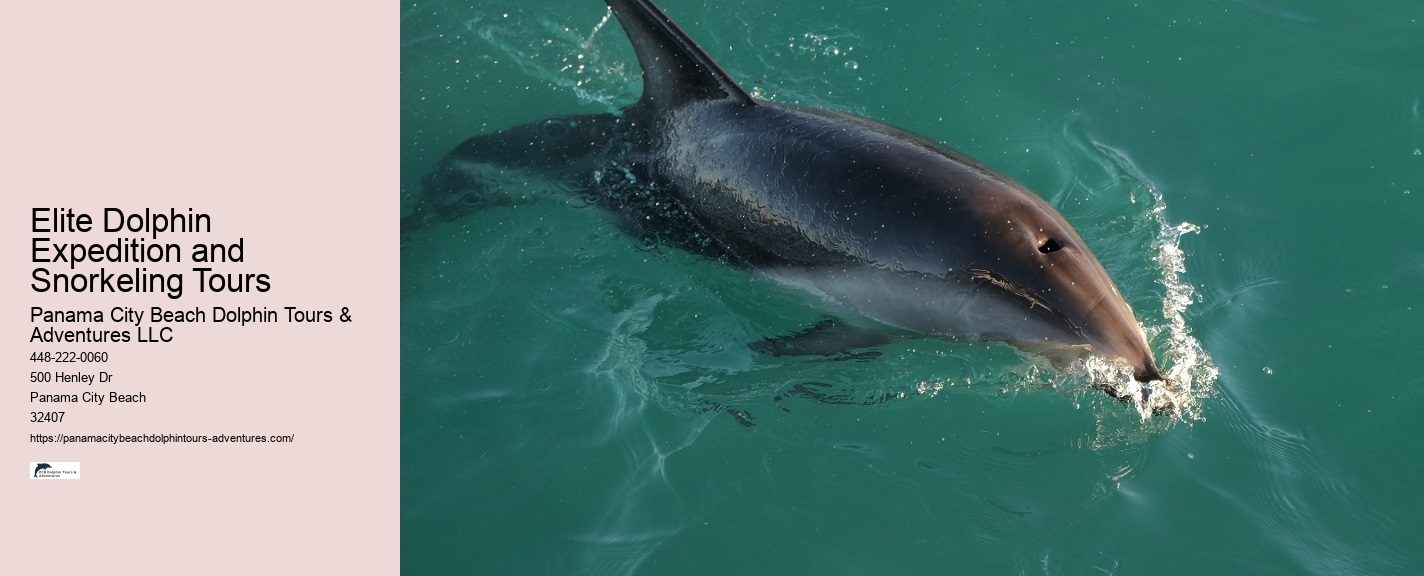 Split Catamaran Tours For Dolphin Watching And Snorkeling