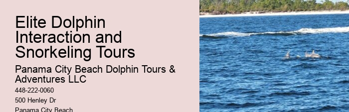 Custom Dolphin Swim and Snorkeling Trips