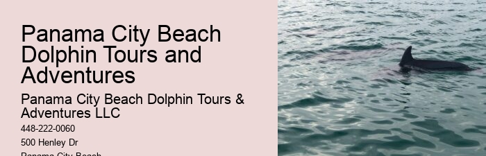 Individual Dolphin Encounter and Snorkeling Tours