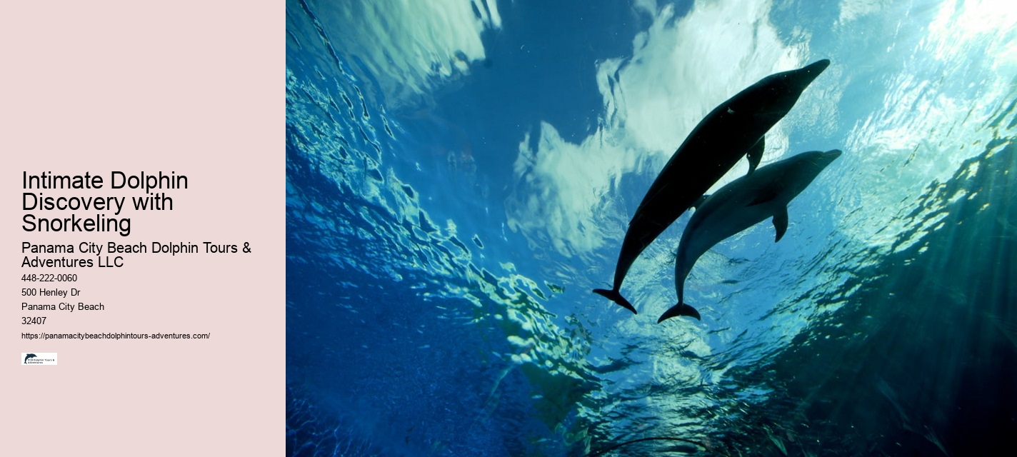Dolphin Sightseeing Cruises in PCB