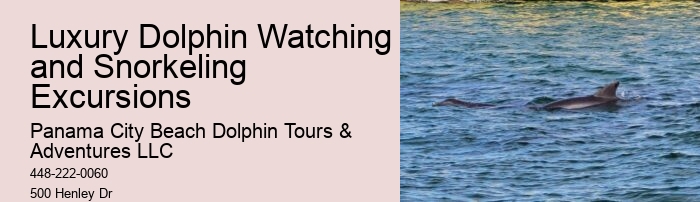 Best Panama City Beach Dolphin Tours