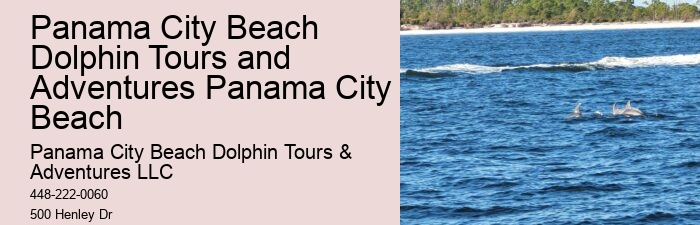 Dolphin And Snorkeling Tours In Split