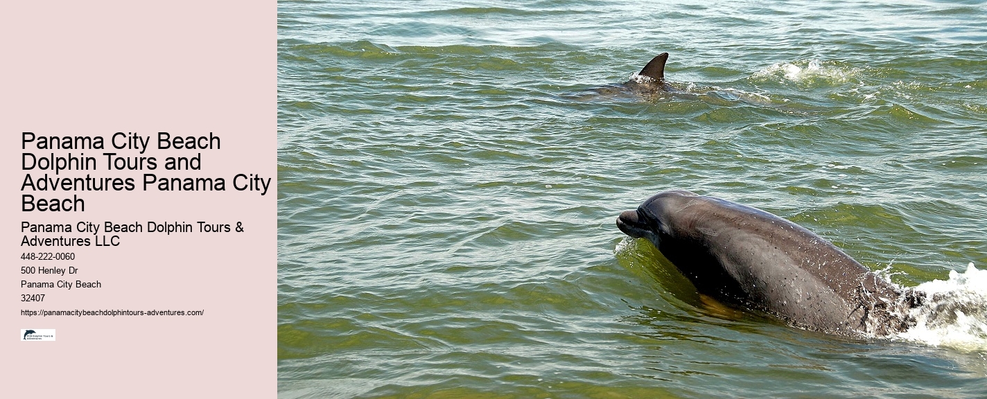 Panama City Beach dolphin discovery tours