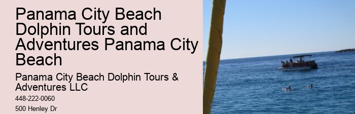 Custom Dolphin Spotting and Snorkeling