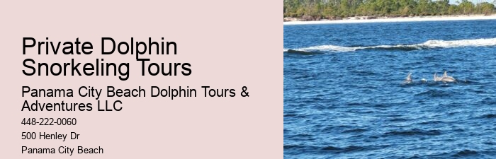 What Is A Female Dolphin Called